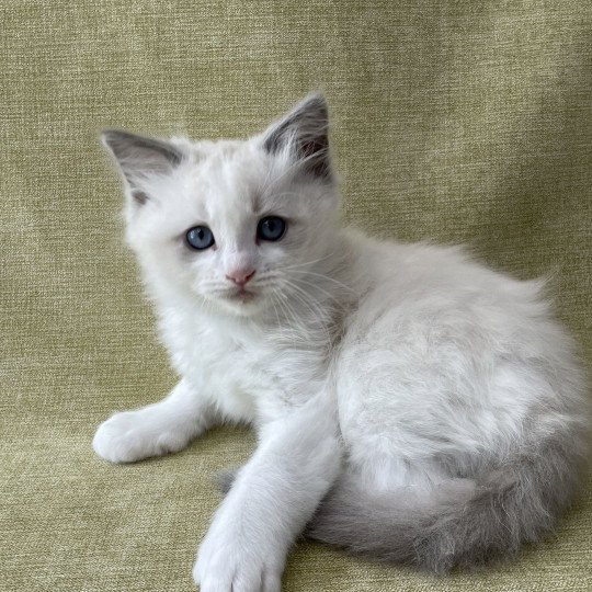 chaton Ragdoll blue point bicolor Topaze Les Ragdolls de la Croisette