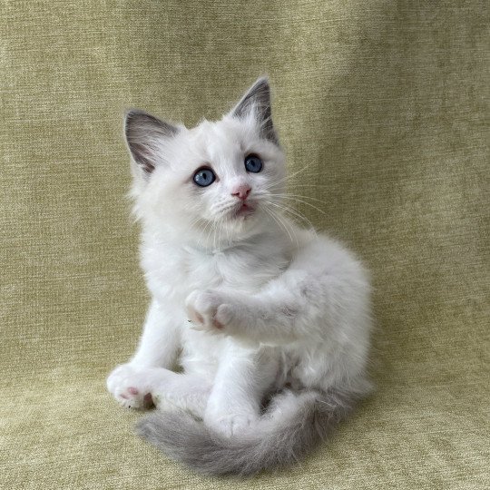 chaton Ragdoll blue point bicolor Topaze Les Ragdolls de la Croisette