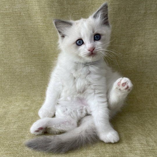 chaton Ragdoll blue point bicolor Topaze Les Ragdolls de la Croisette