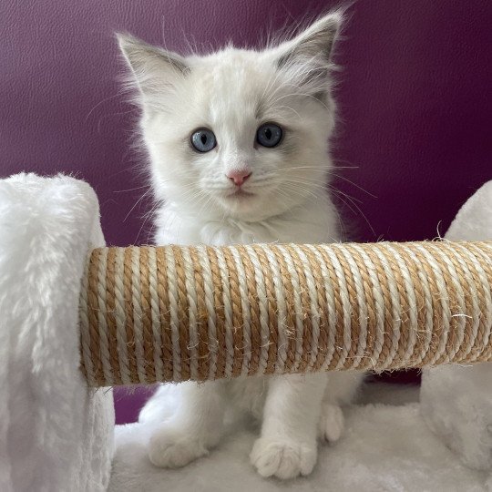 chaton Ragdoll blue point bicolor Topaze Les Ragdolls de la Croisette