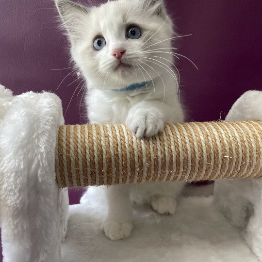 chaton Ragdoll blue point bicolor Topaze Les Ragdolls de la Croisette