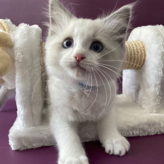 chaton Ragdoll blue point bicolor Topaze Les Ragdolls de la Croisette