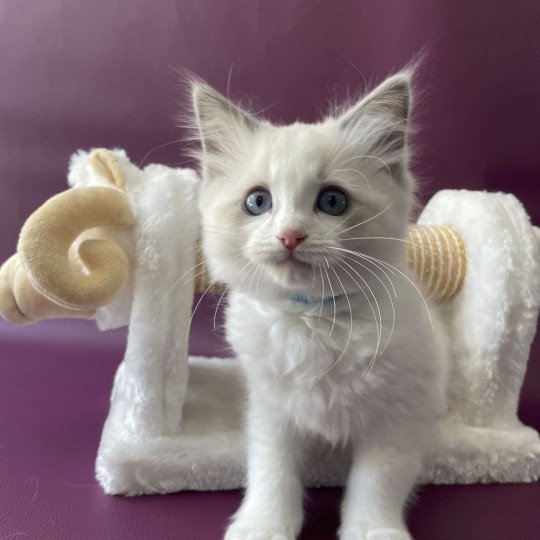 chaton Ragdoll blue point bicolor Topaze Les Ragdolls de la Croisette