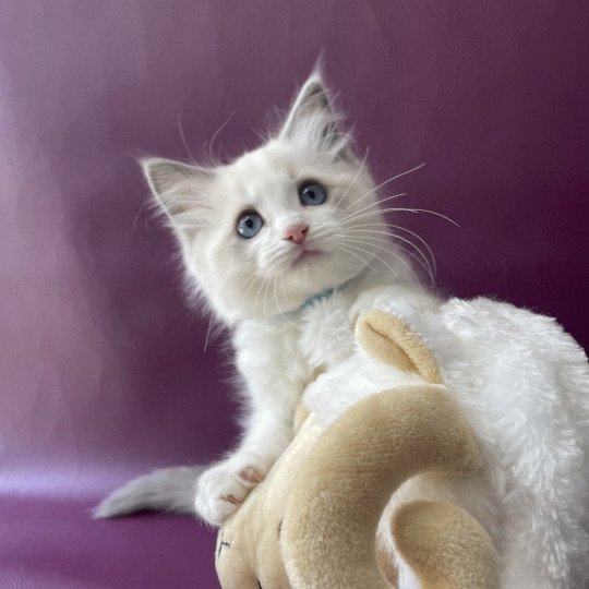 chaton Ragdoll blue point bicolor Topaze Les Ragdolls de la Croisette