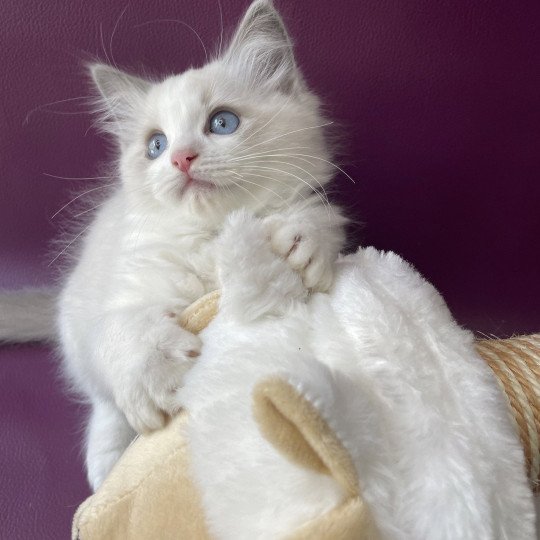 chaton Ragdoll blue point bicolor Topaze Les Ragdolls de la Croisette