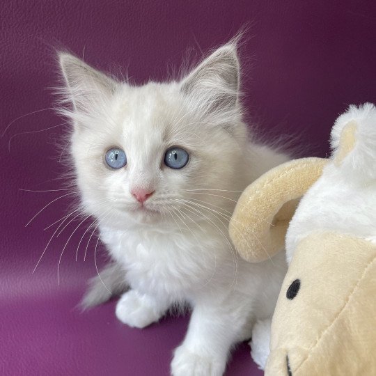 chaton Ragdoll blue point bicolor Topaze Les Ragdolls de la Croisette