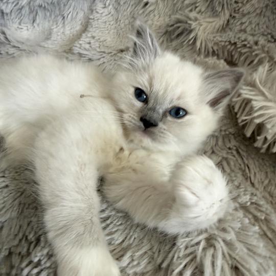 chaton Ragdoll blue point mitted Bleu Les Ragdolls de la Croisette