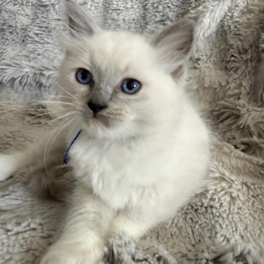 chaton Ragdoll blue point mitted Bleu Les Ragdolls de la Croisette