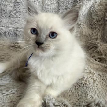chaton Ragdoll blue point mitted Bleu Les Ragdolls de la Croisette