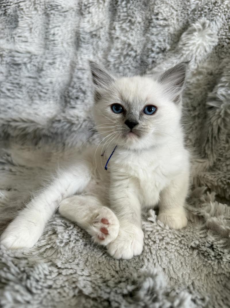 Bleu De La Croisette Mâle Ragdoll