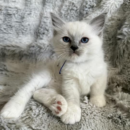 chaton Ragdoll blue point mitted Bleu Les Ragdolls de la Croisette