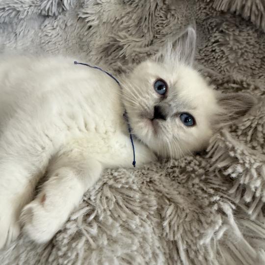 chaton Ragdoll blue point mitted Bleu Les Ragdolls de la Croisette