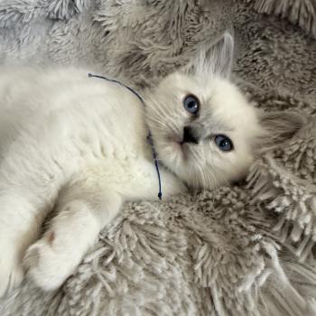 chaton Ragdoll blue point mitted Bleu Les Ragdolls de la Croisette