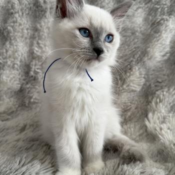 chaton Ragdoll blue point mitted Bleu Les Ragdolls de la Croisette