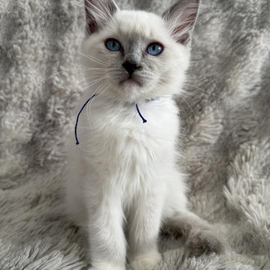 chaton Ragdoll blue point mitted Bleu Les Ragdolls de la Croisette