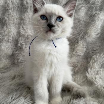chaton Ragdoll blue point mitted Bleu Les Ragdolls de la Croisette