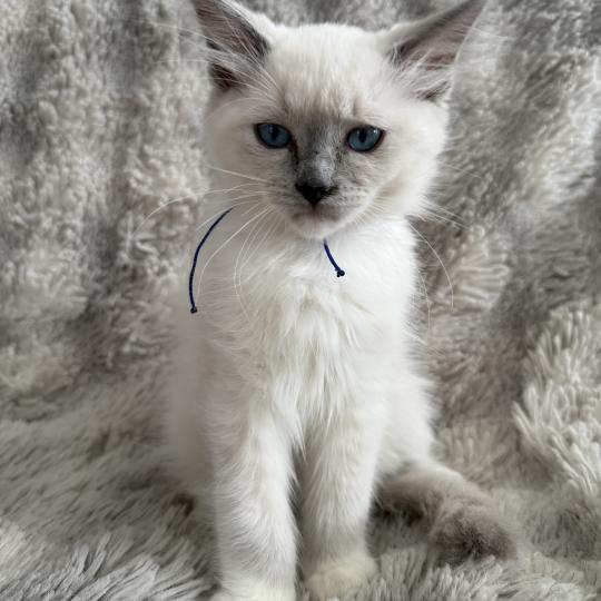 chaton Ragdoll blue point mitted Bleu Les Ragdolls de la Croisette