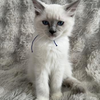 chaton Ragdoll blue point mitted Bleu Les Ragdolls de la Croisette