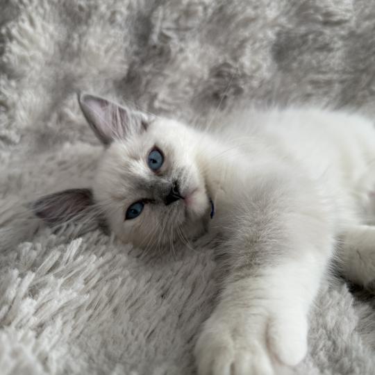 chaton Ragdoll blue point mitted Bleu Les Ragdolls de la Croisette