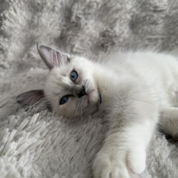 chaton Ragdoll blue point mitted Bleu Les Ragdolls de la Croisette