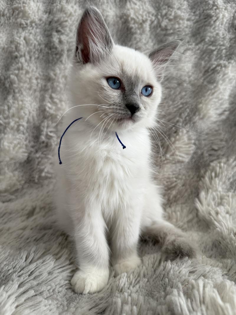 Bleu De La Croisette Mâle Ragdoll