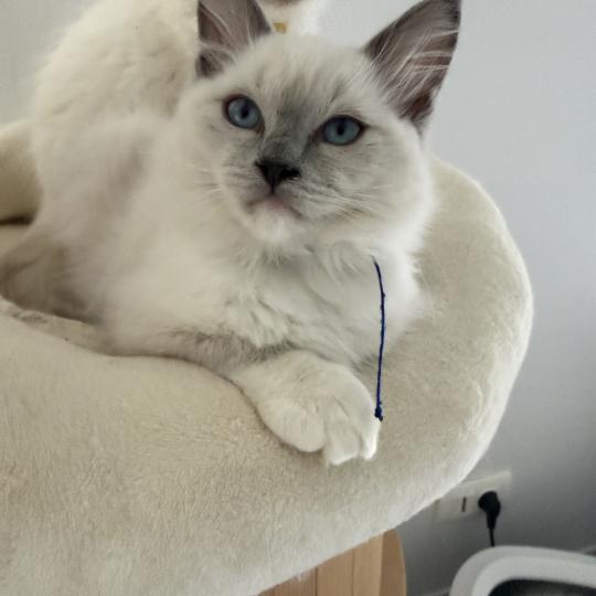 chaton Ragdoll blue point mitted Bleu Les Ragdolls de la Croisette