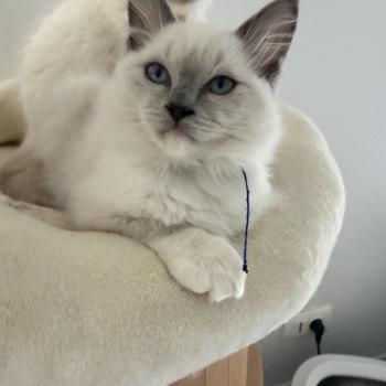 chaton Ragdoll blue point mitted Bleu Les Ragdolls de la Croisette
