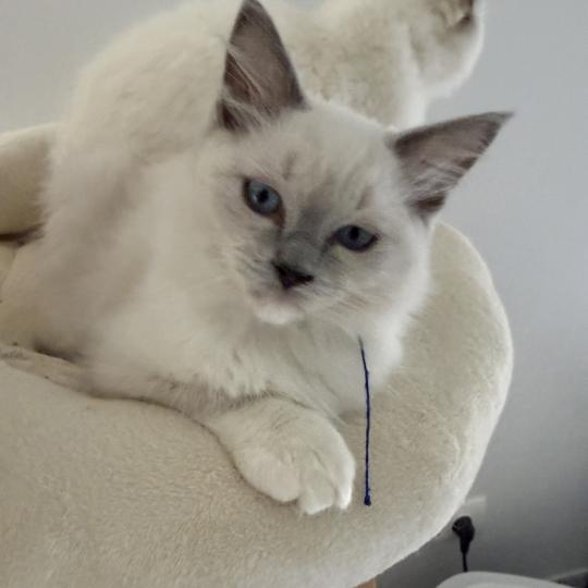 chaton Ragdoll blue point mitted Bleu Les Ragdolls de la Croisette