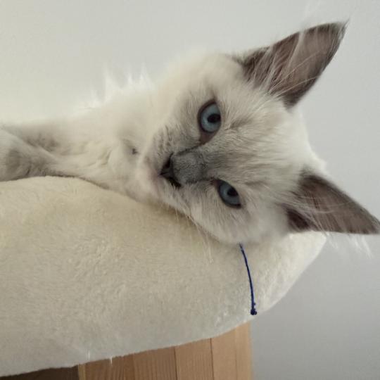 chaton Ragdoll blue point mitted Bleu Les Ragdolls de la Croisette