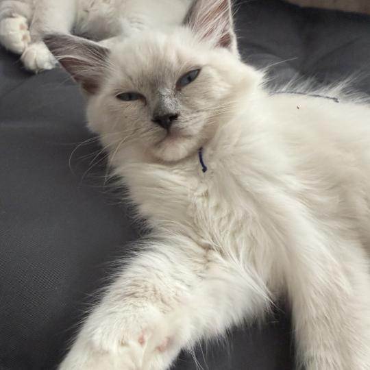 chaton Ragdoll blue point mitted Bleu Les Ragdolls de la Croisette