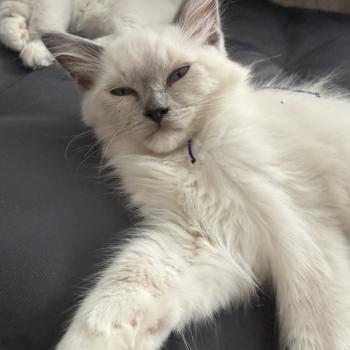chaton Ragdoll blue point mitted Bleu Les Ragdolls de la Croisette