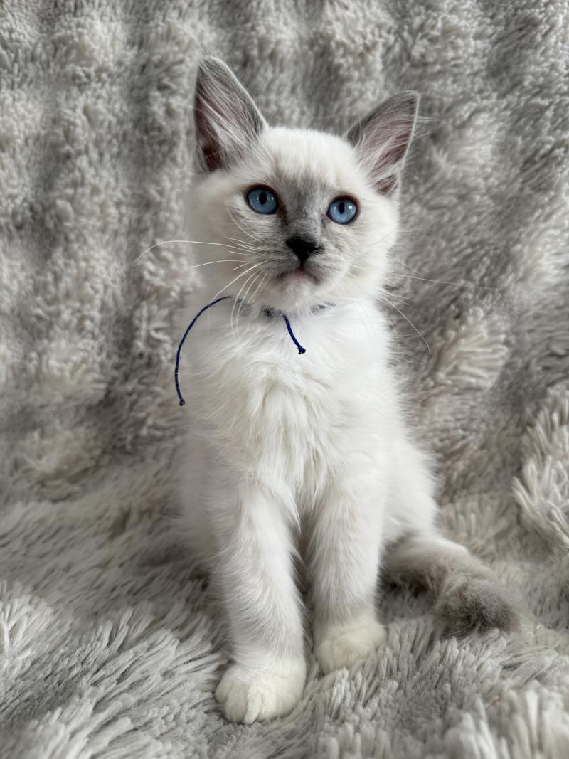 Bleu De La Croisette Mâle Ragdoll