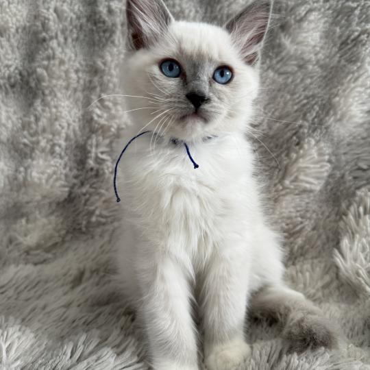 chaton Ragdoll blue point mitted Bleu Les Ragdolls de la Croisette