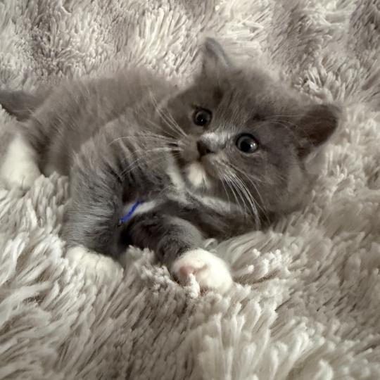 chaton Cherubim blue bleu Les Ragdolls de la Croisette