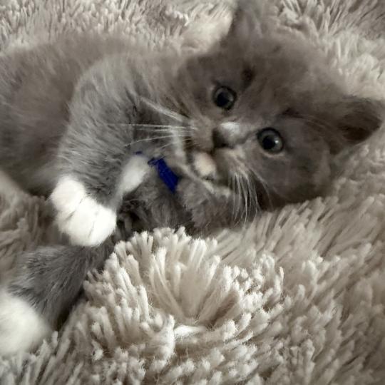 chaton Cherubim blue bleu Les Ragdolls de la Croisette