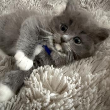 chaton Cherubim blue bleu Les Ragdolls de la Croisette