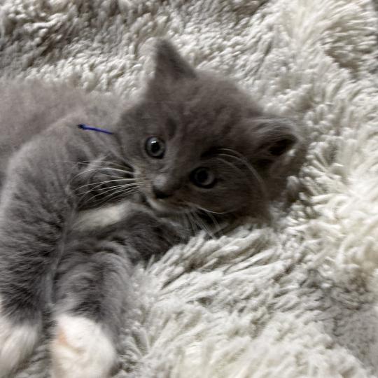 chaton Cherubim blue bleu Les Ragdolls de la Croisette