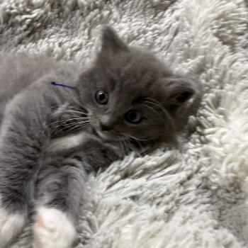 chaton Cherubim blue bleu Les Ragdolls de la Croisette