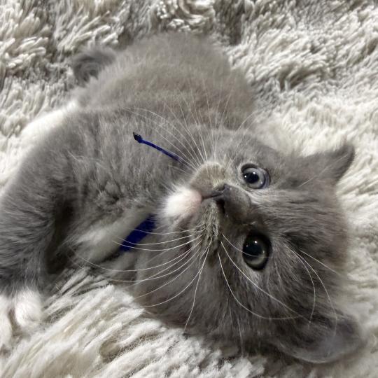 chaton Cherubim blue bleu Les Ragdolls de la Croisette