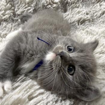 chaton Cherubim blue bleu Les Ragdolls de la Croisette