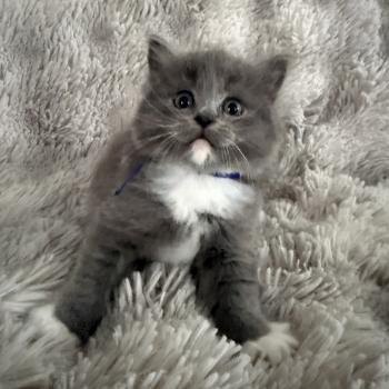 chaton Cherubim blue bleu Les Ragdolls de la Croisette