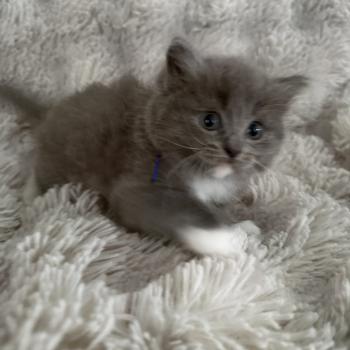 chaton Cherubim blue bleu Les Ragdolls de la Croisette