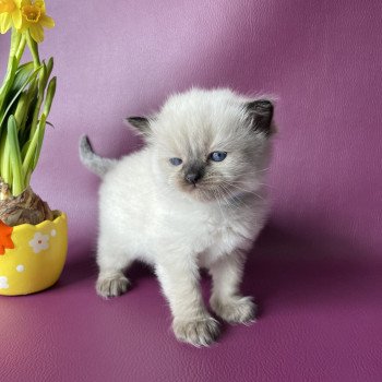 chaton Ragdoll Bleu Les Ragdolls de la Croisette