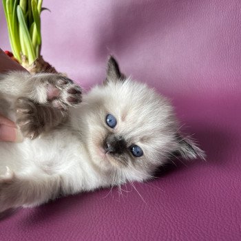 chaton Ragdoll Bleu Les Ragdolls de la Croisette