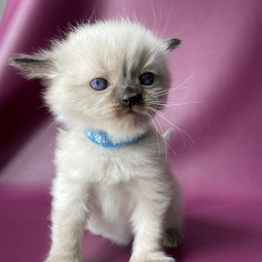 chaton Ragdoll Bleu Les Ragdolls de la Croisette