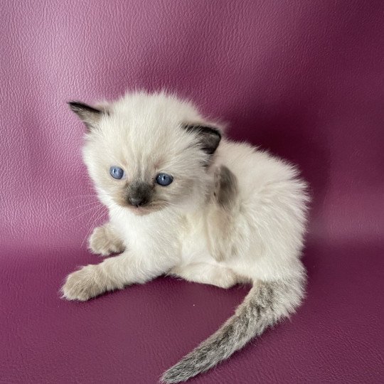 chaton Ragdoll Bleu Les Ragdolls de la Croisette