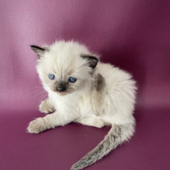 chaton Ragdoll Bleu Les Ragdolls de la Croisette