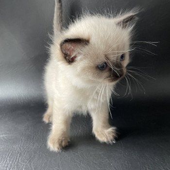 chaton Ragdoll Ulia Les Ragdolls de la Croisette chaton Ragdoll Ulia Les Ragdolls de la Croisette