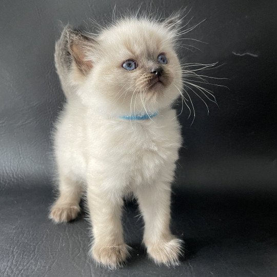 chaton Ragdoll Ulia Les Ragdolls de la Croisette