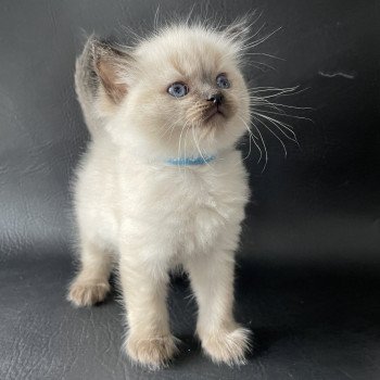 chaton Ragdoll Ulia Les Ragdolls de la Croisette chaton Ragdoll Ulia Les Ragdolls de la Croisette